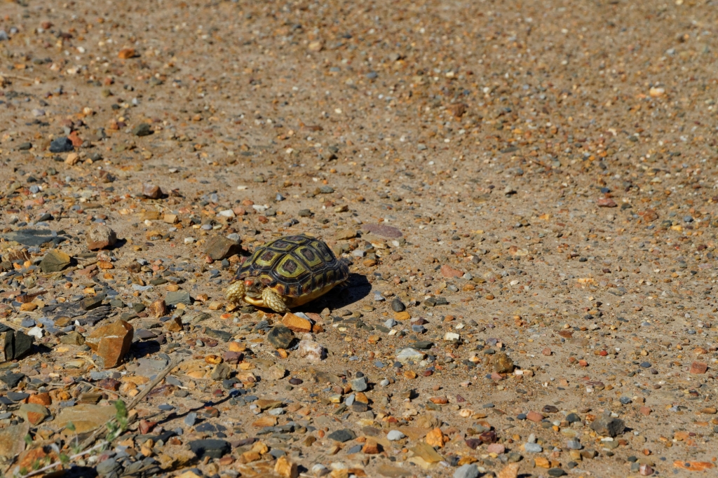 03 - Bontebok NP (7).jpg